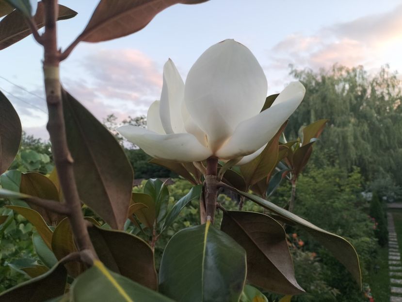 IMG20240617210552 - Magnolia grandiflora gallisoniensis