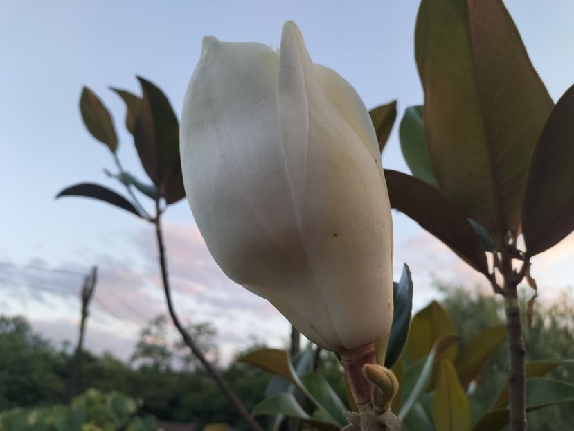 IMG20240617210544 - Magnolia grandiflora gallisoniensis