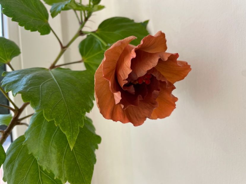  - 001 - Hibiscusi 2024 - 1