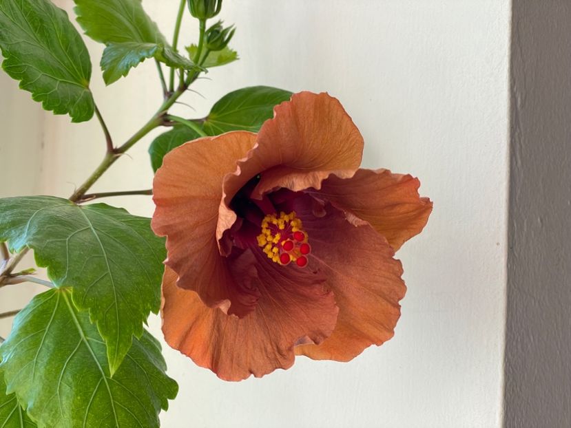  - 001 - Hibiscusi 2024 - 1