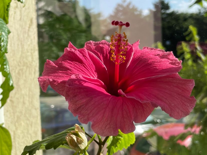  - 001 - Hibiscusi 2024 - 1