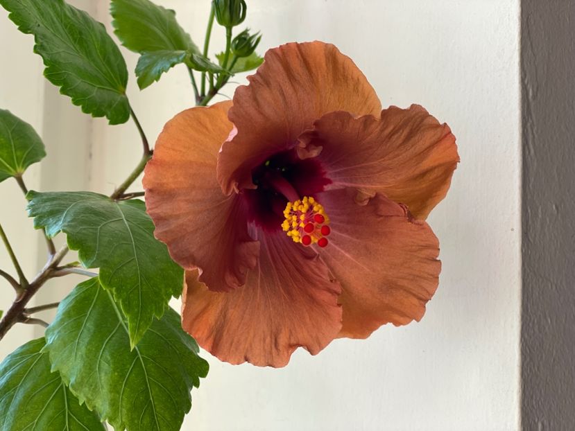  - 001 - Hibiscusi 2024 - 1