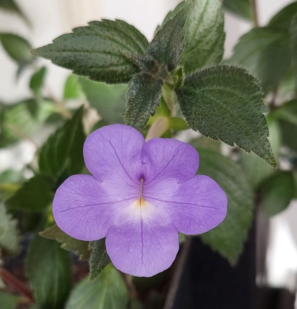  - ACHIMENES 2024