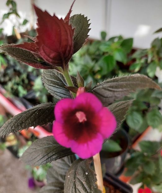  - AURIKA VELVET ECLIPSE