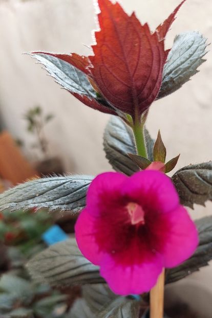  - AURIKA VELVET ECLIPSE