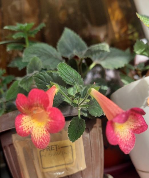  - Northwoods Sunburst