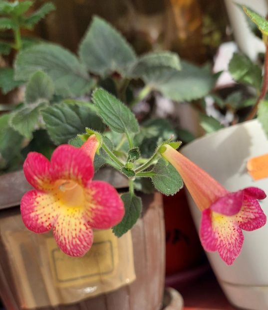  - Northwoods Sunburst