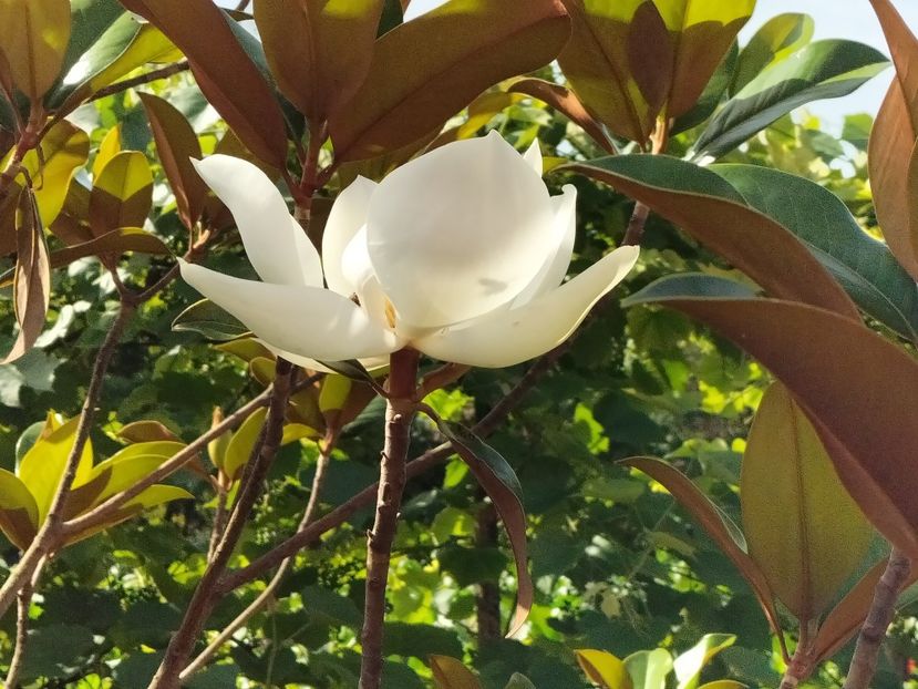 IMG20240621095849 - Magnolia grandiflora gallisoniensis