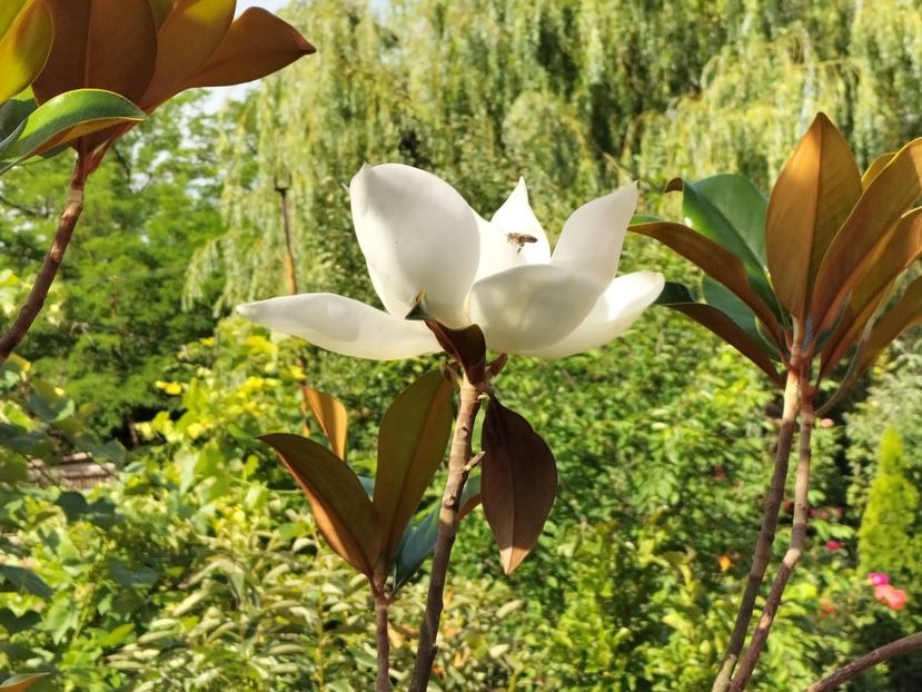IMG20240621095841 - Magnolia grandiflora gallisoniensis