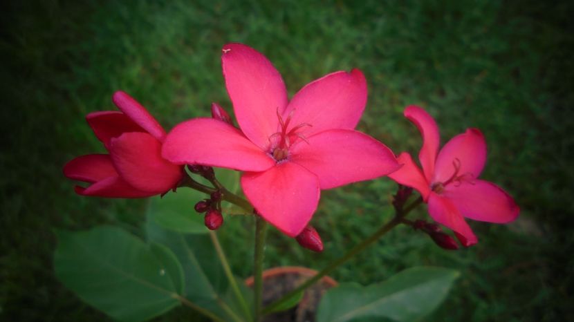 Jatropha integerrima - 2024