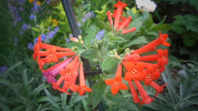 Bouvardia integrifolia - 2024