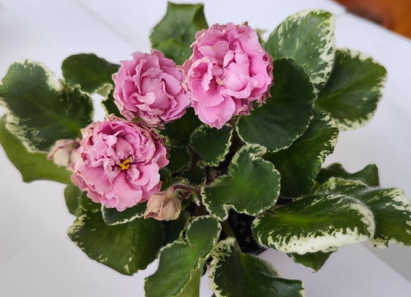 21 iunie 2024 - LE Madam Pompadur