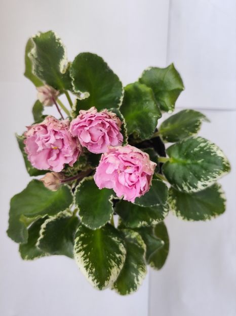 21 iunie 2024 - LE Madam Pompadur