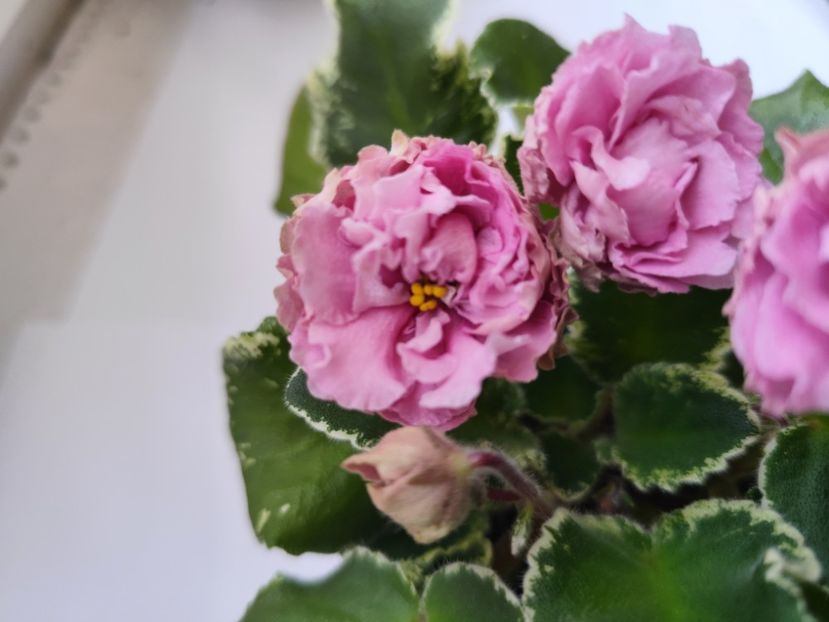 21 iunie 2024 - LE Madam Pompadur