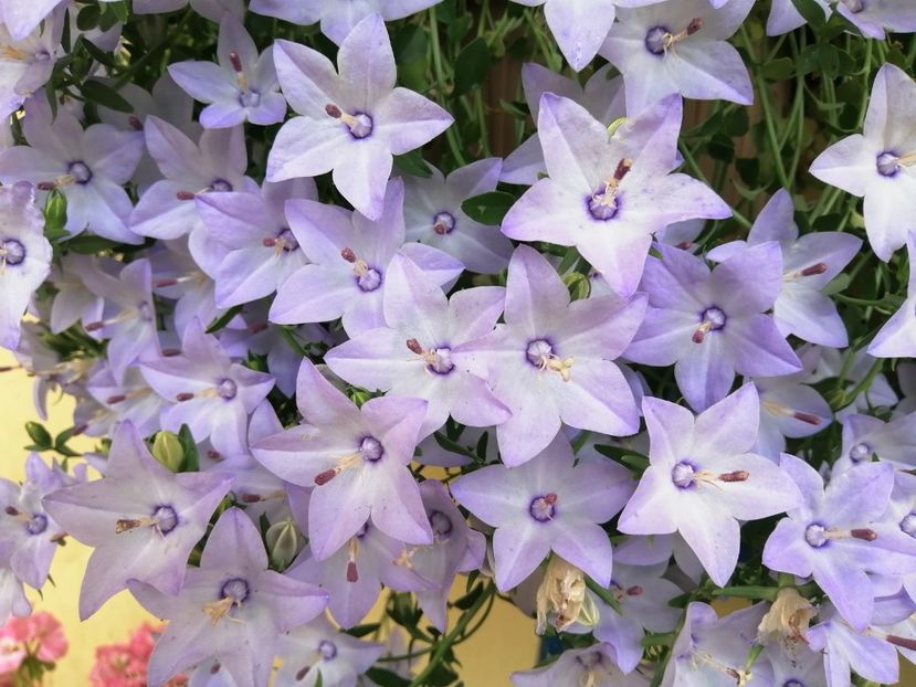  - Campanula