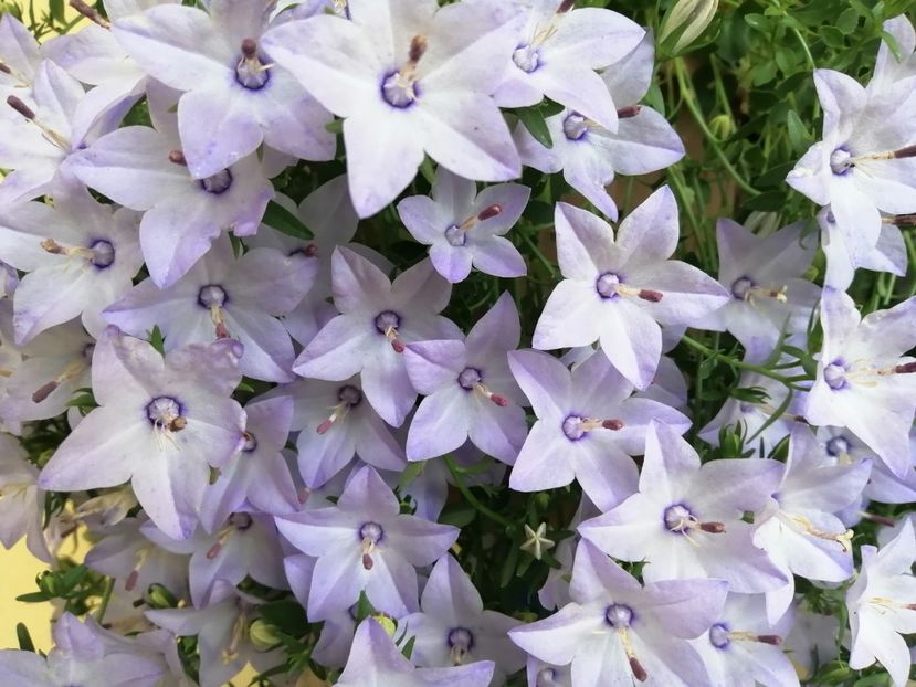  - Campanula