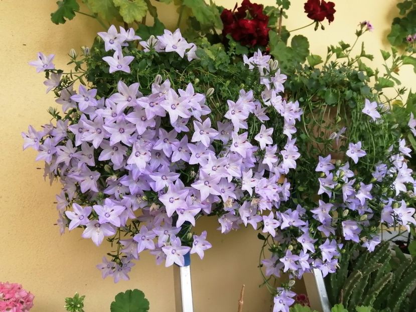  - Campanula