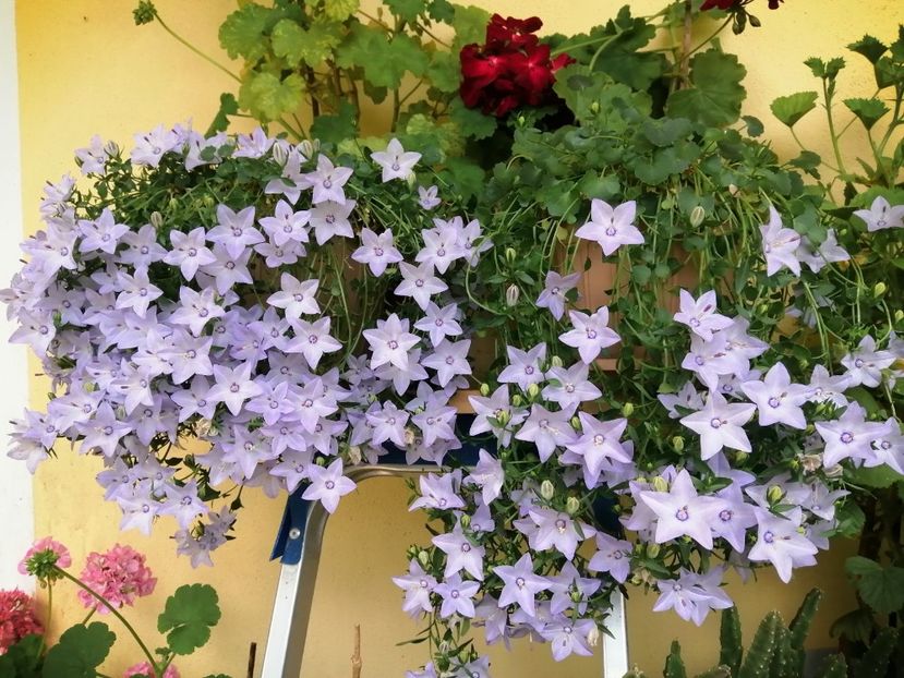  - Campanula