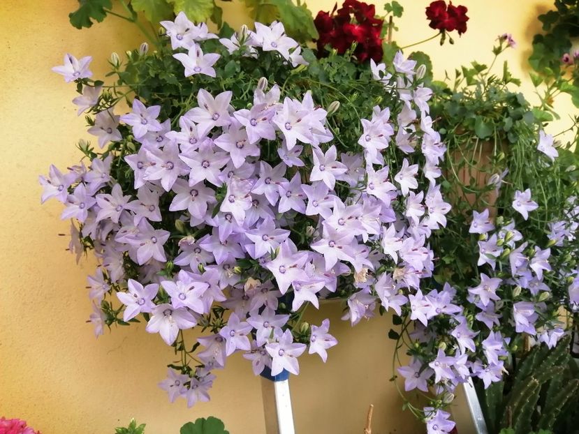  - Campanula