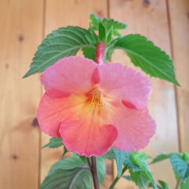Sweet and Sour - - - 2024