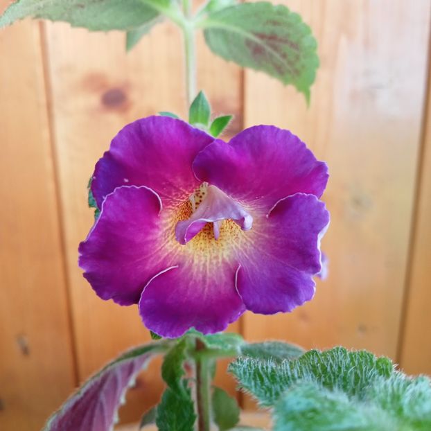 Aurika s Purple Haze - - - 2024