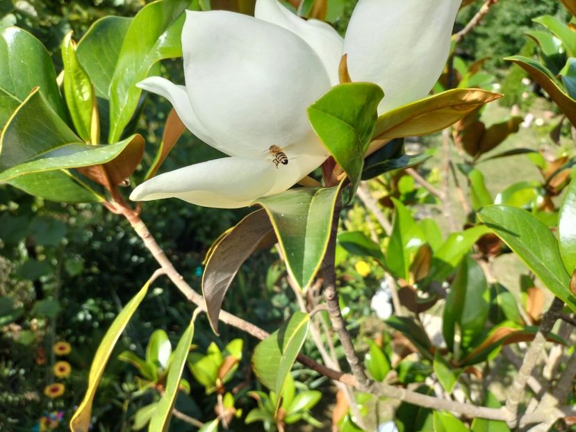 IMG20240621100236 - Magnolia grandiflora gallisoniensis