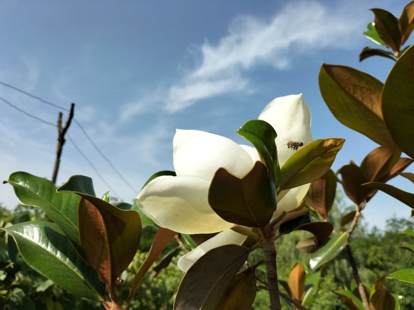IMG20240621100233 - Magnolia grandiflora gallisoniensis