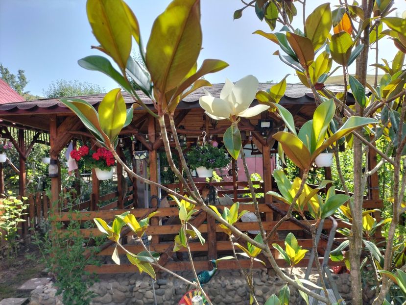 IMG20240621095147 - Magnolia grandiflora gallisoniensis