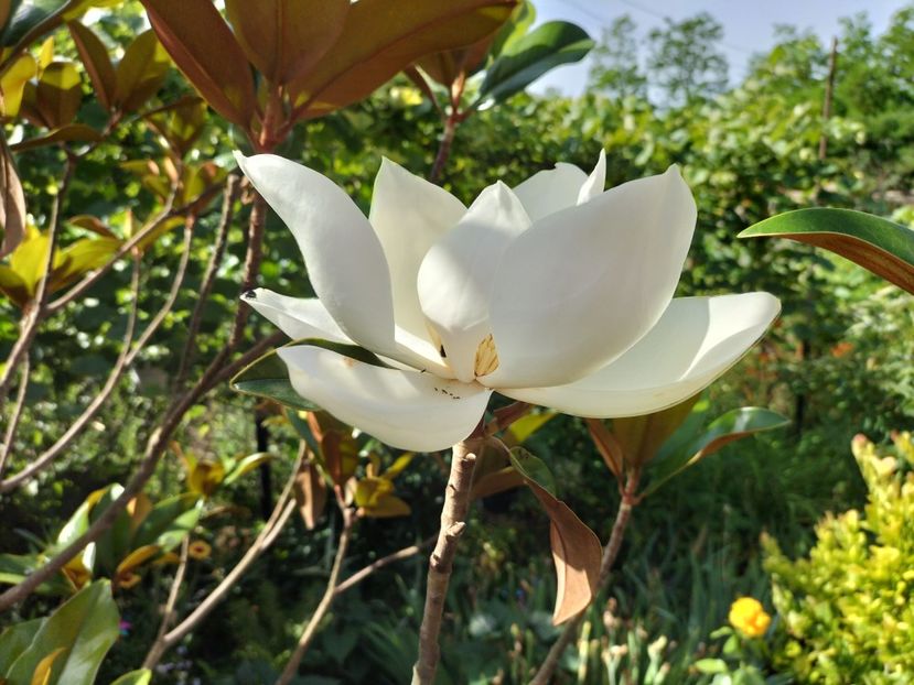 IMG20240621094856 - Magnolia grandiflora gallisoniensis