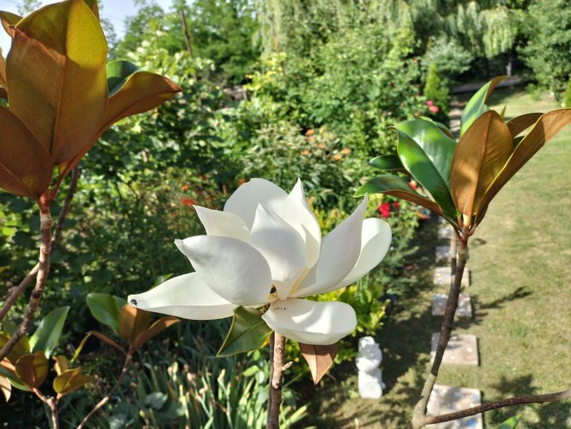 IMG20240621094842 - Magnolia grandiflora gallisoniensis