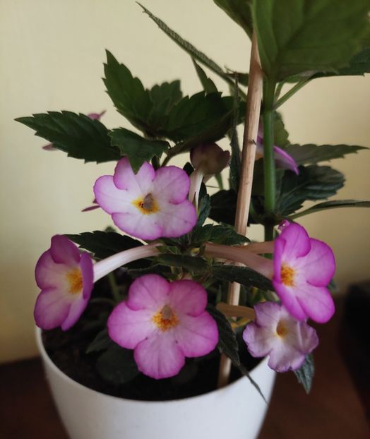  - ACHIMENES 2024