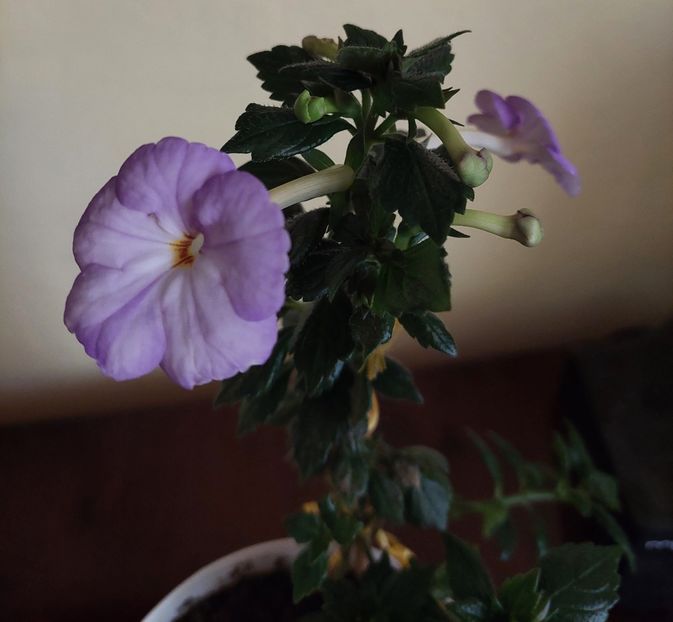  - ACHIMENES 2024