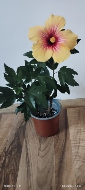  - Hibiscusi