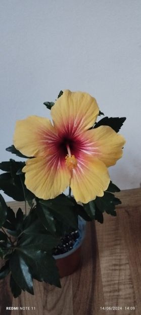  - Hibiscusi