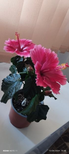  - Hibiscusi