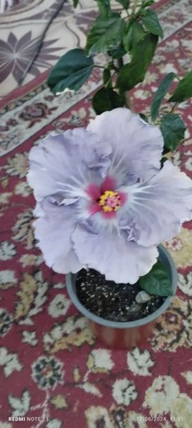  - Hibiscusi