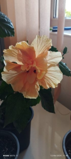  - Hibiscusi
