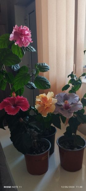  - Hibiscusi