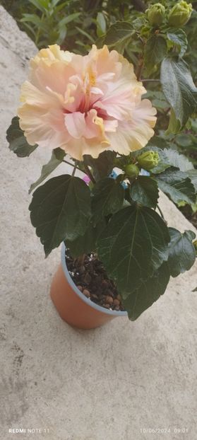  - Hibiscusi