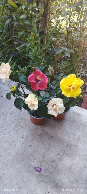  - Hibiscusi