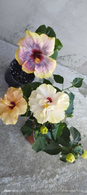  - Hibiscusi