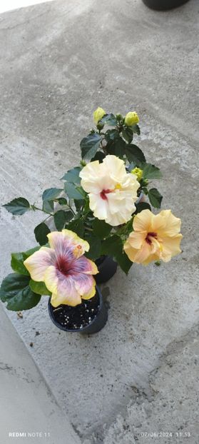  - Hibiscusi