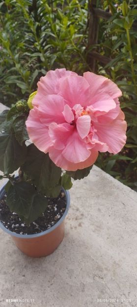  - Hibiscusi