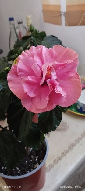  - Hibiscusi