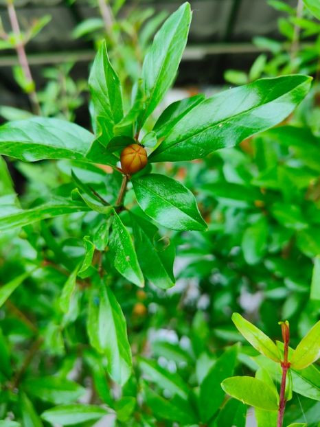 Punica granatum(rodiu) - Gradina si terasa PrimaLuce__11-Hello 2024