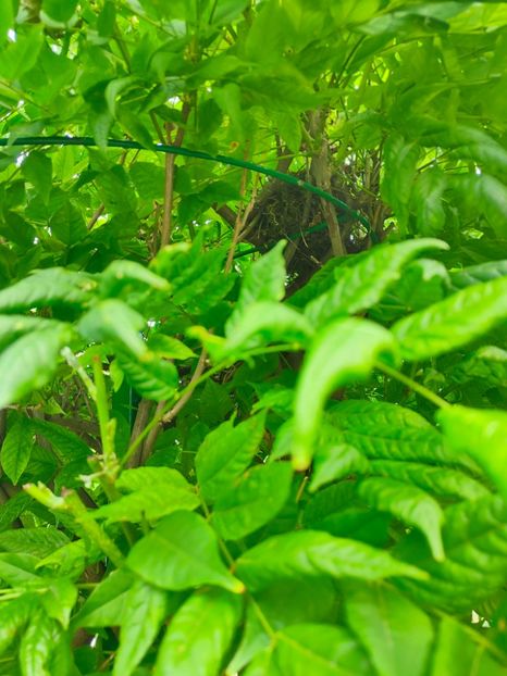  - Gradina si terasa PrimaLuce_6-Animalutele noastre