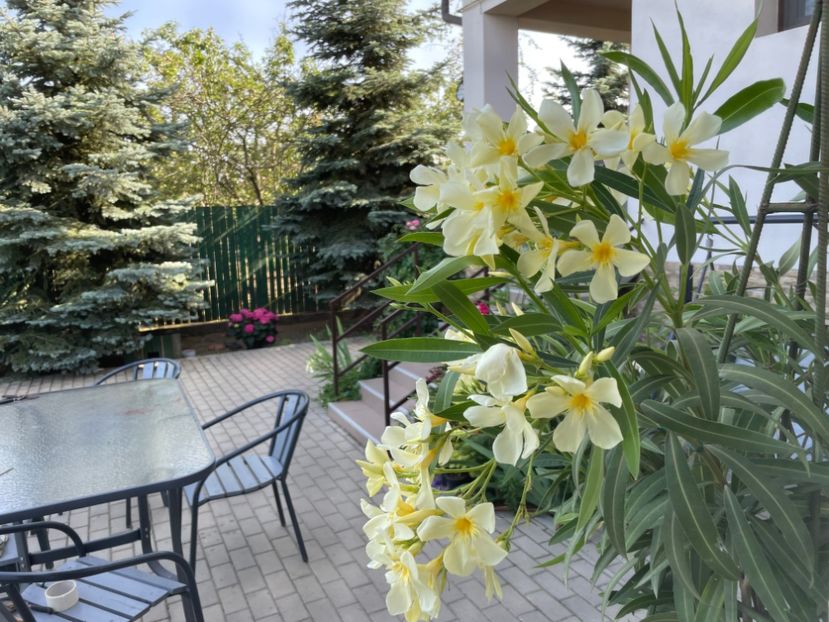  - 002 Grădina 2024 2