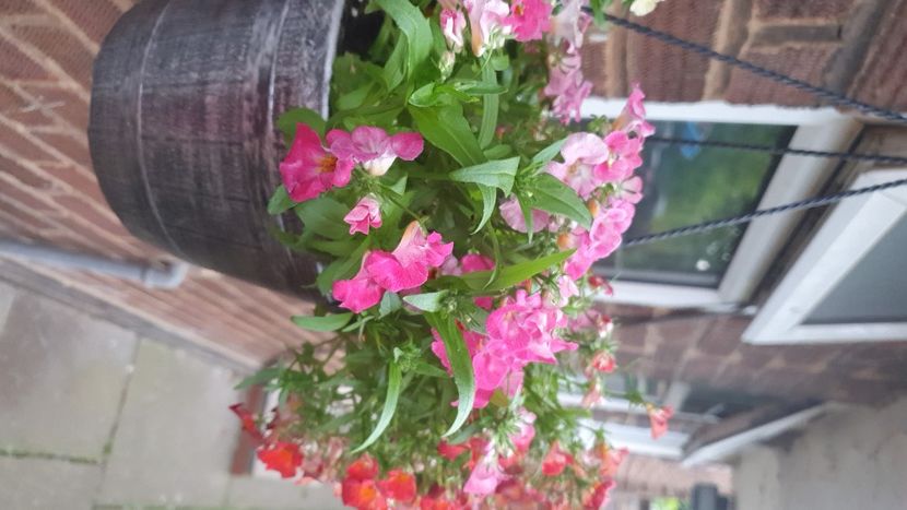 Messenger_creation_34c56c95-338c-4849-a585-56d159bcecbc - 0 Nemesia 2024