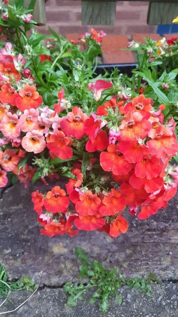 IMG-20240621-WA0157 - 0 Nemesia 2024