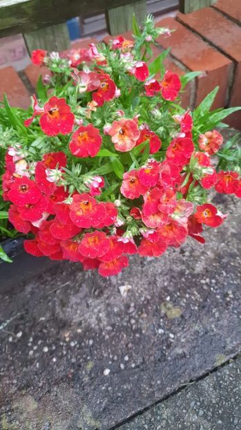 IMG-20240621-WA0155 - 0 Nemesia 2024